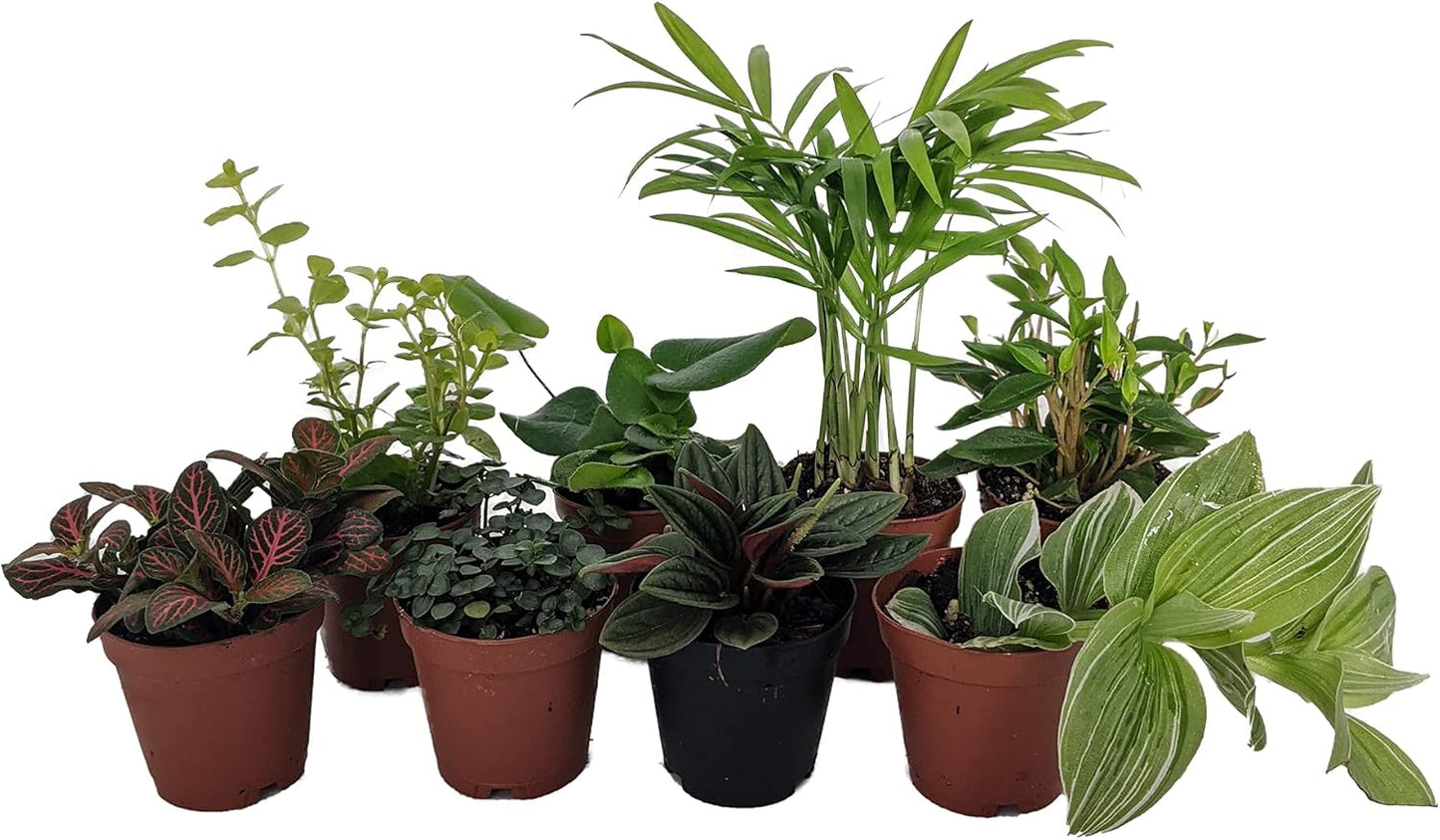 Terrarium & Fairy Garden Plants - 8 Plants in 2" pots