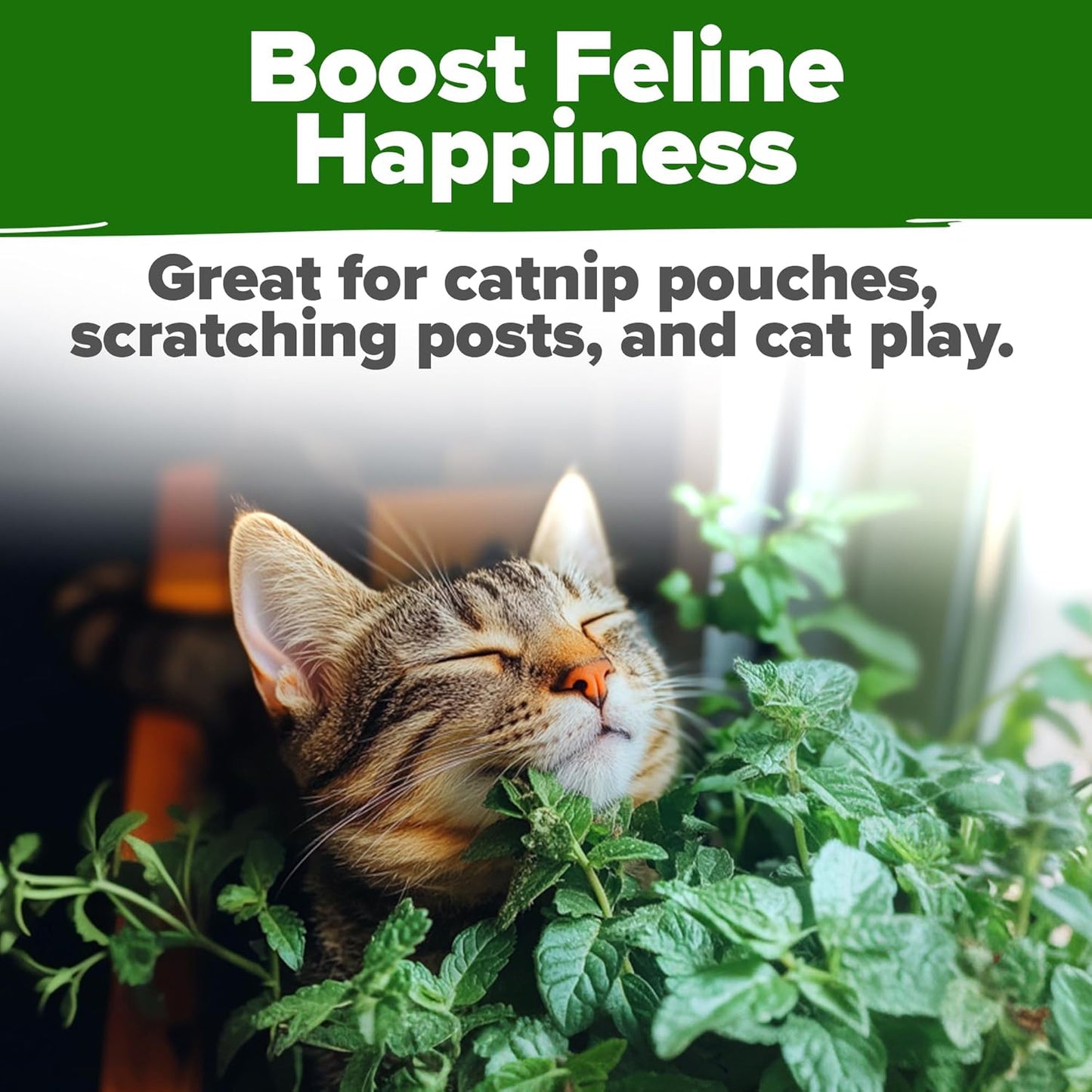 HOME GROWN Catnip Seeds (2 Pack) π‘π’π‘-ππ π’, π¨π¦π-π¦π’π¨π₯πππ Heirloom Herb 4232 Seeds - Indoor or Outdoor Seed - High-Germination Cat Nip - Cat Safe Plants (Nepeta cataria)