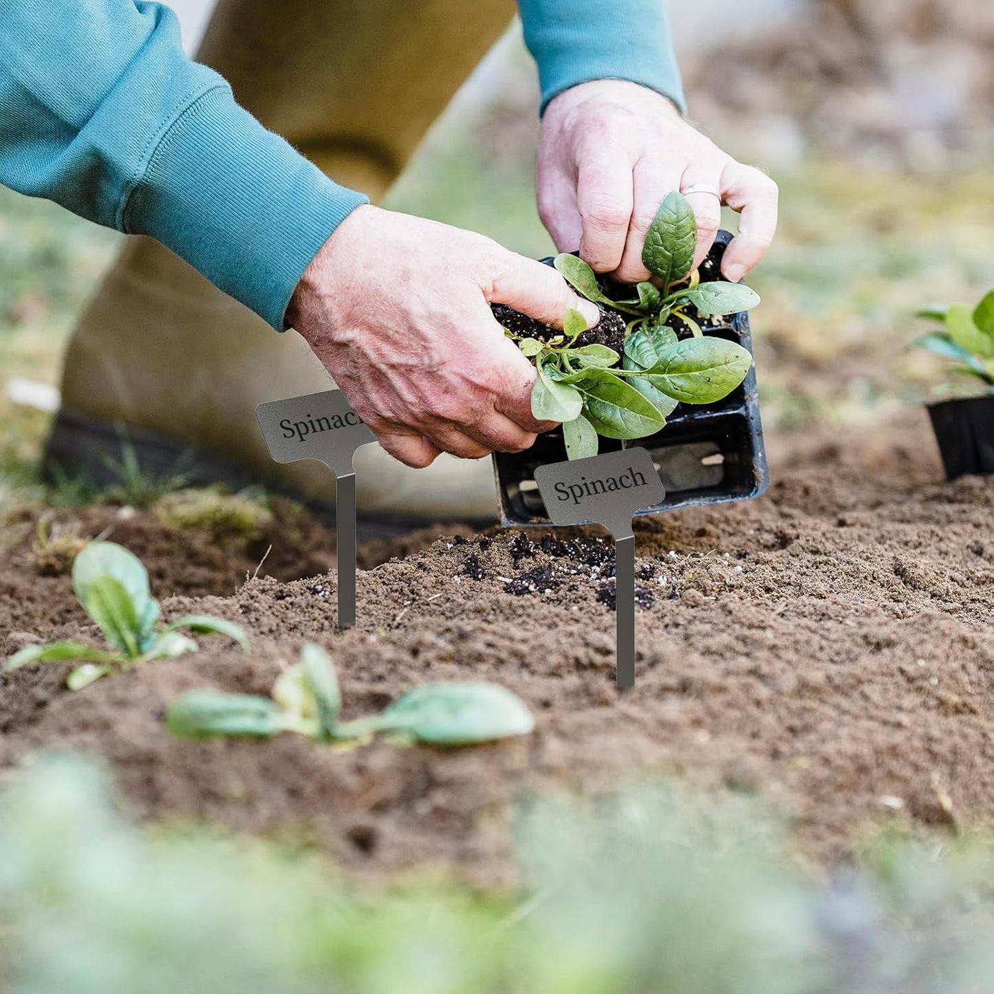 Stainless Steel Plant Labels,Metal Waterproof Plant Markers, Height 12.75 in, Label Area 2.5 in*1.25 in resuable Nursery Tags for Vegetables herb Flower Seed Green House 10-Pack
