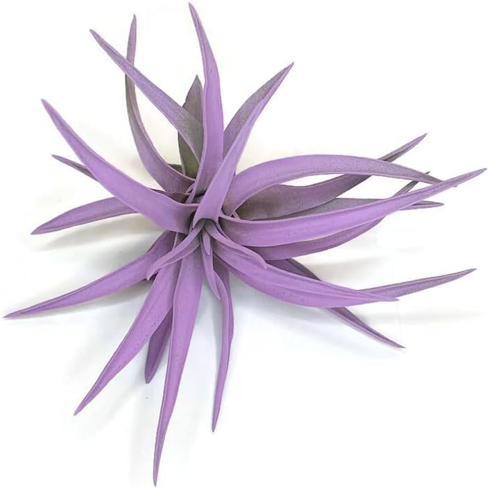 Colored Capitata Air Plant, Tillandsia, Airplant, Air Purification, House Plant, Home Decor & Gift, Live Plant (Lavender)