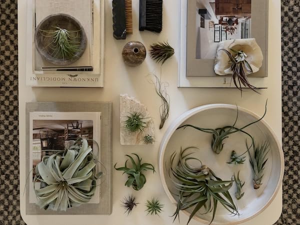 Holiday Hosting Gift Box Jumbo - 12ct - Tillandsia Air Plant Set - Live Arrival Guaranteed - House Plants for Home Decor & Gift