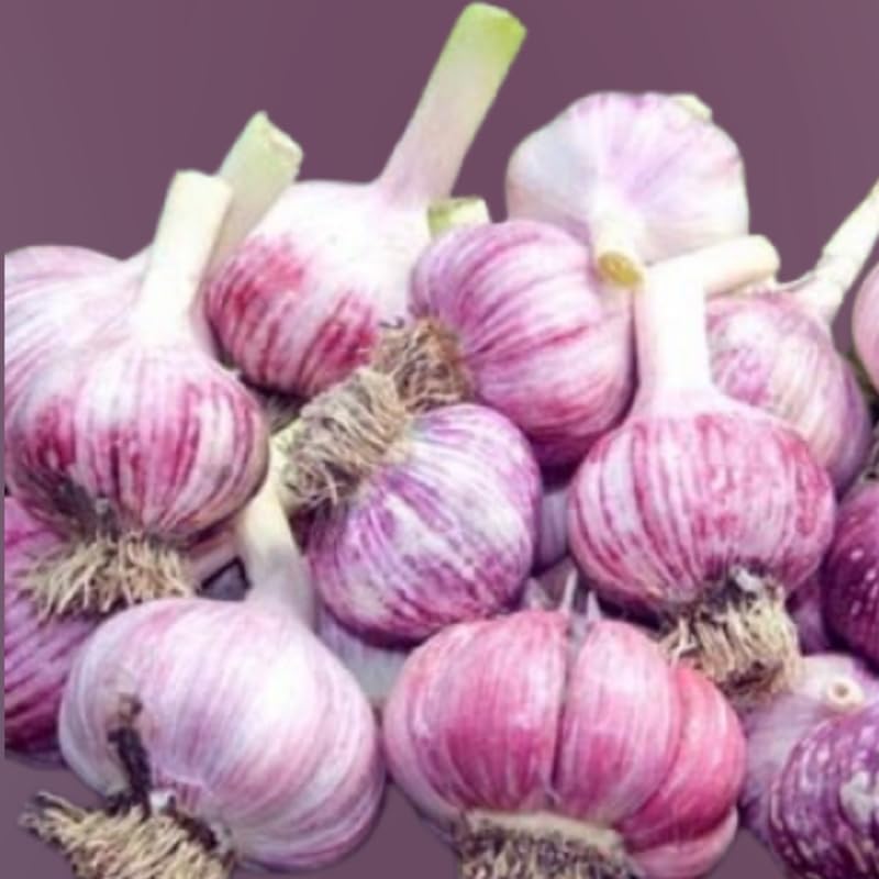1 Pound Garlic for Planting in Fall Hardneck, 8 Large Garlic Bulbs for Planting, Fresh and High Yield Bulb Variety Pack, Hardy and Fast Growing