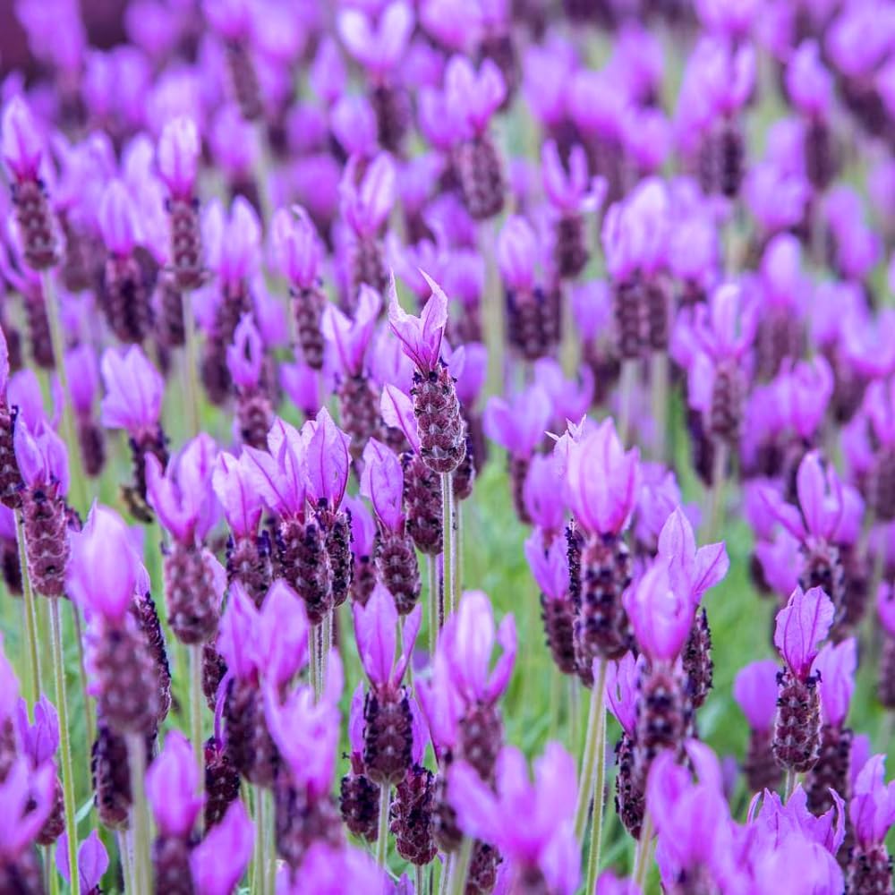 1 Pot Lavender Plant Live, Lavandula Perennial Flower Plant Indoor Outdoor, Well Rooted Plugs 3 to 5 Inch Tall to Grow (French Lavender)
