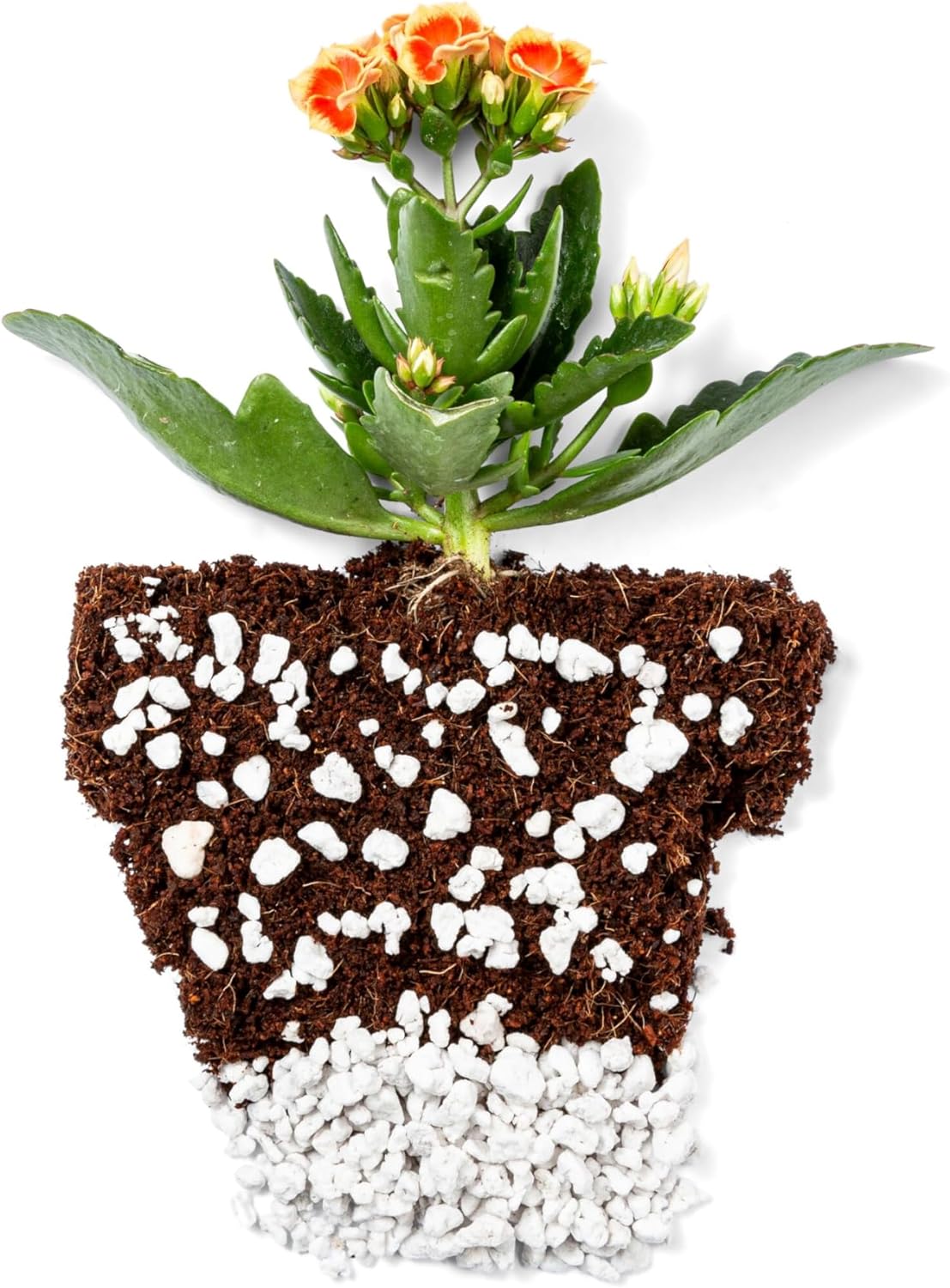 Perlite Bliss (8 Qts) - Organic Perlite for Plants - Coarse Perlite Bulk Soil Amendment - Chunky Perlite for Plants, Potting Soil, Garden Soil, & Coco Coir - Horticultural Perlite for Gardening