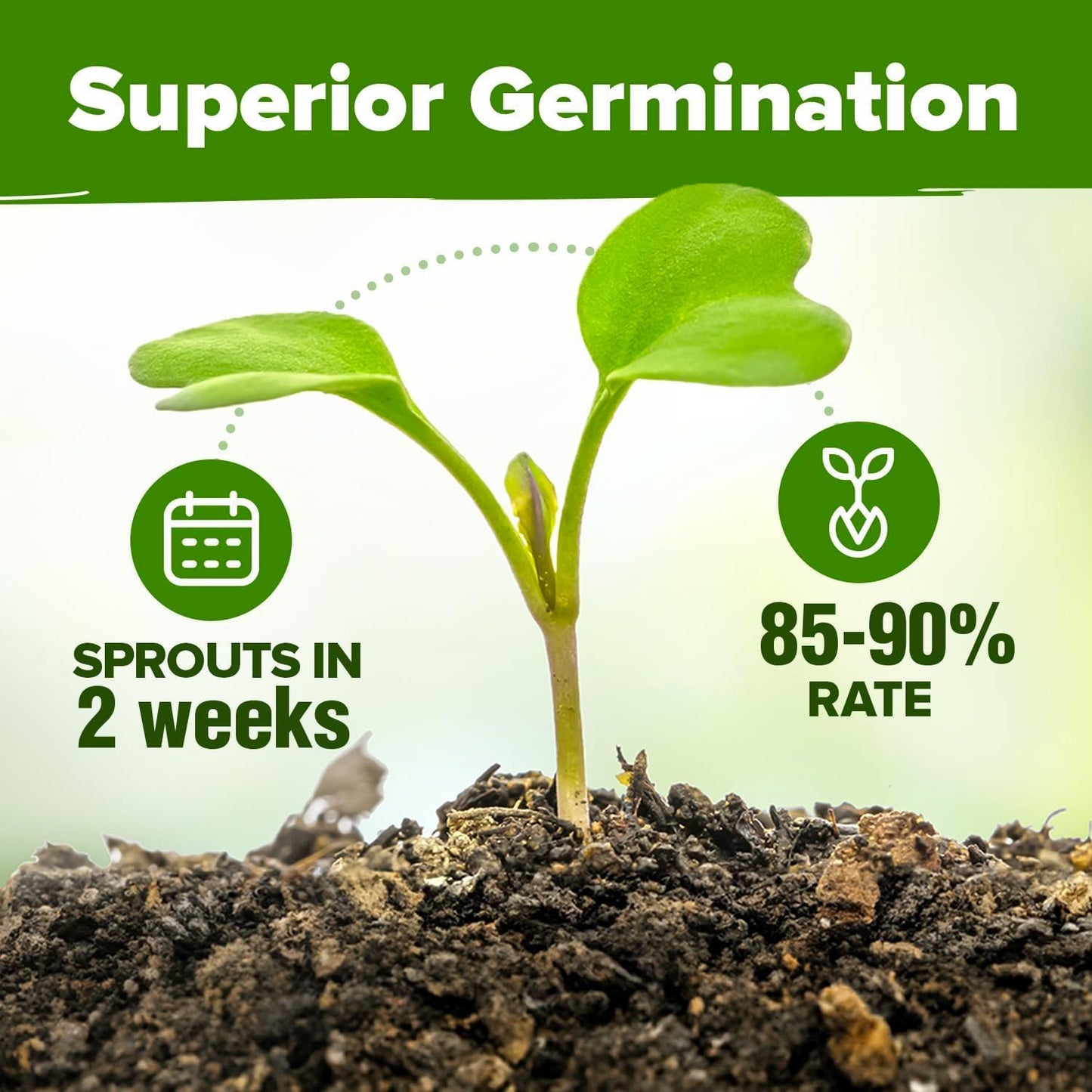 HOME GROWN 5 Herb Seeds for Planting 2,150+ Non-GMO Heirloom Seeds | Extra Large Variety Pack Herb Kit – Indoor Outdoor & Hydroponic | Culinary Seed Set | Grow Your Own Herbs | Gift for Beginners