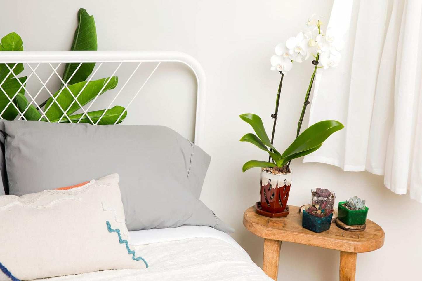 rePotme 4 x 6 inch Ceramic Orchid Pot (Cream Over Garnet) - Hexagon Orchid Pot with Holes