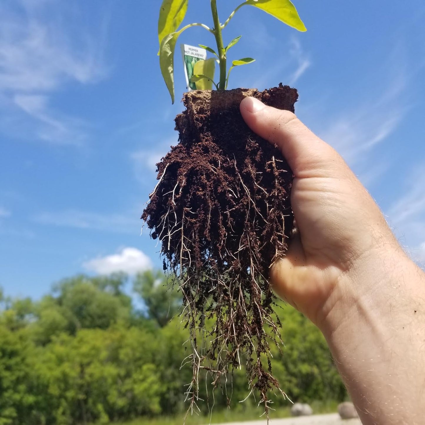 Daniel's Plants 4" Naked Pots | Large Natural Plantable Seed Starter Pots | OMRI-Listed Biodegradable for Seedlings | Enhanced Aeration | Earth Friendly - Peat Free | 30 Pack 4 Inch Round