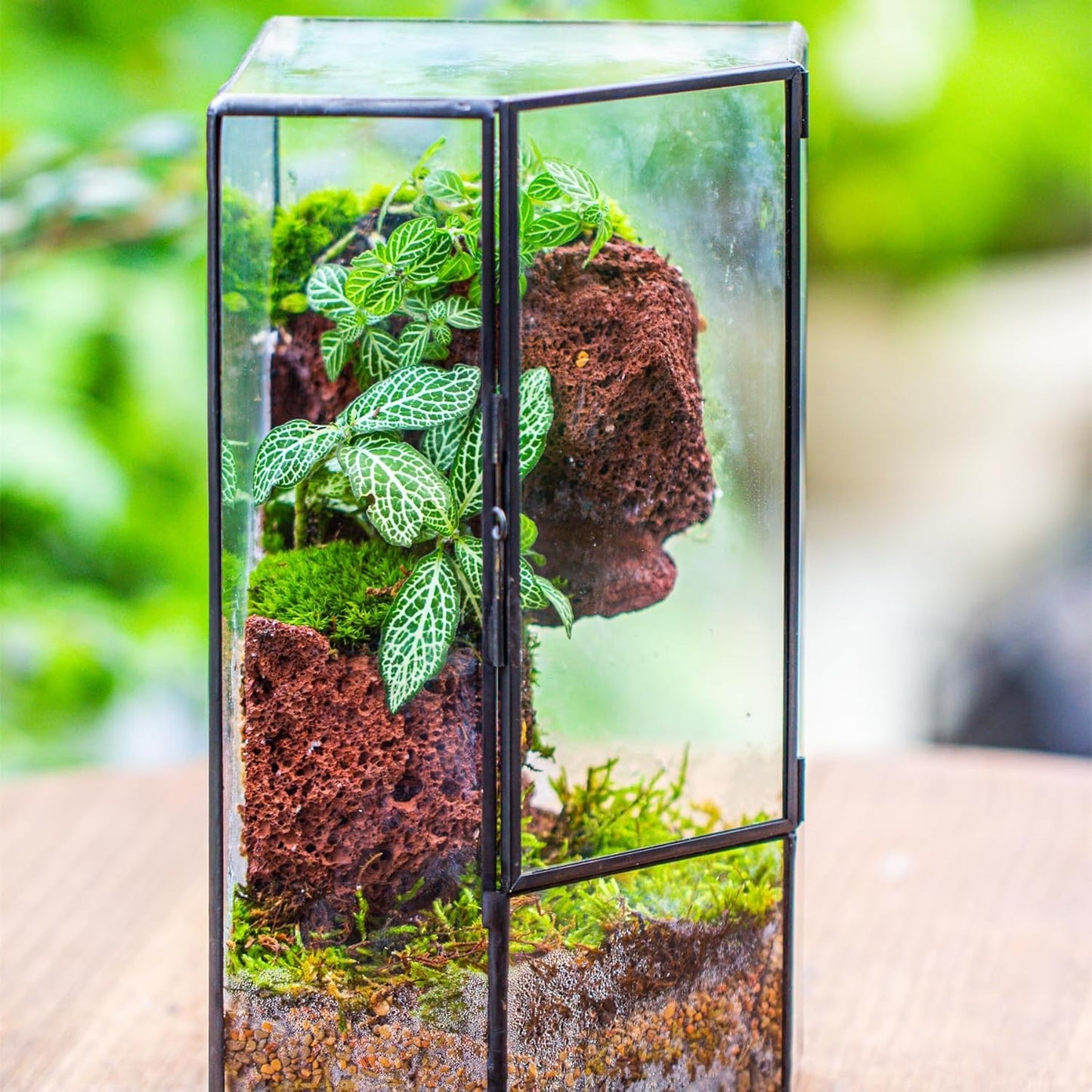 NCYP Front Opening Glass Terrarium with Door for Succulents, Small Plants - Closed Geometric Container Planter, Indoor Tabletop Wall Corner Landscape Decor, Black, 5" x 5" x 9.8" (Terrarium Only)