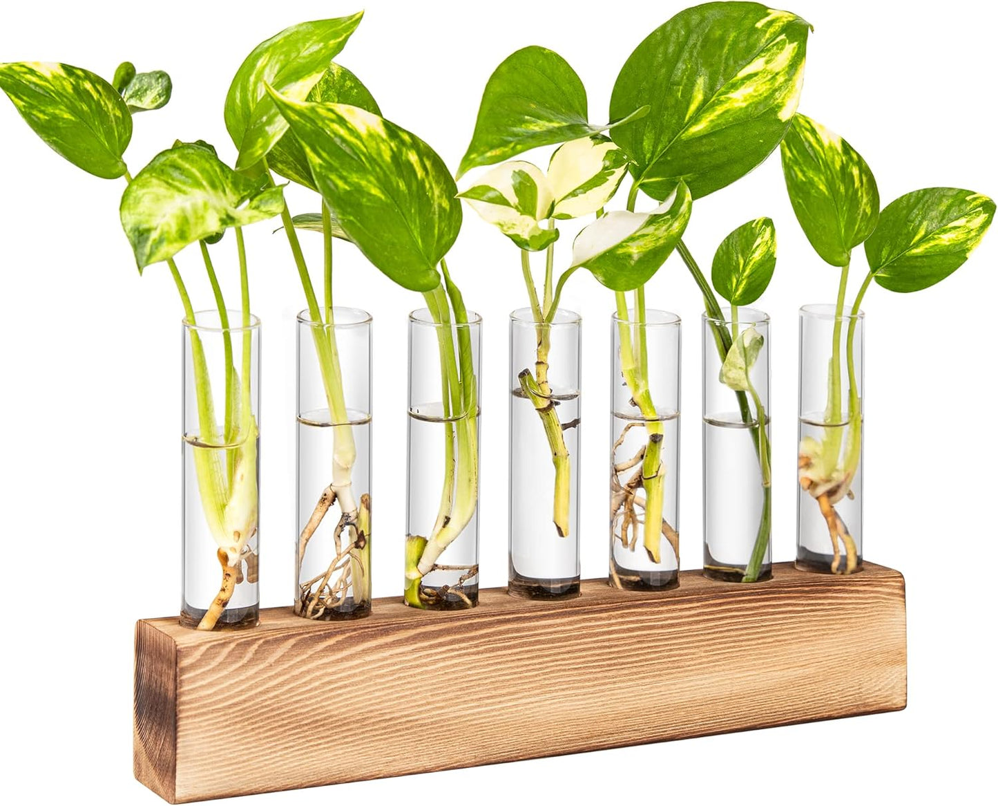KAXYEW Plant Terrarium with Wooden Stand, Plant Propagation Tubes, 7 Test Tubes Glass Planter for Hydroponic Plant Cuttings Home Office Décor