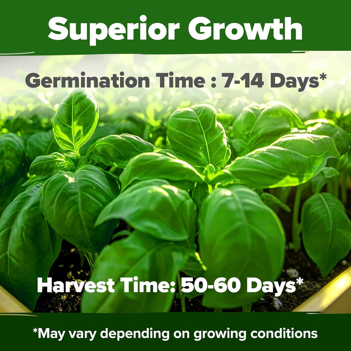 HOME GROWN 𝗨𝗦𝗔 𝗣𝗥𝗘𝗠𝗜𝗨𝗠 Genovese Basil Seeds Pack 1,750+ High Germination 𝗡𝗢𝗡-𝗚𝗠𝗢 Heirloom Seeds (Ocimum basilicum) Herb Seeds for Planting Indoor & Outdoor Gardening, for Culinary Use