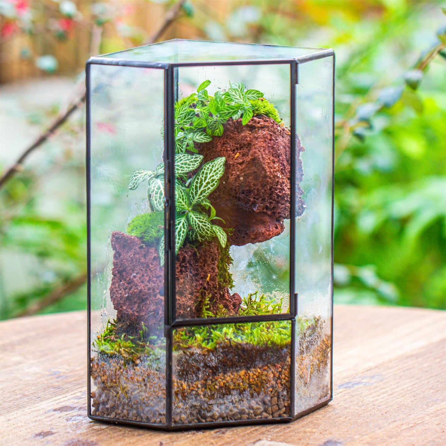NCYP Front Opening Glass Terrarium with Door for Succulents, Small Plants - Closed Geometric Container Planter, Indoor Tabletop Wall Corner Landscape Decor, Black, 5" x 5" x 9.8" (Terrarium Only)
